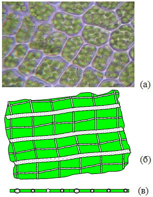 Вид одного из участков зеленого листка при  30-кратном увеличении: а) фотография;  б) схема на просвет;  в) схема в разрезе