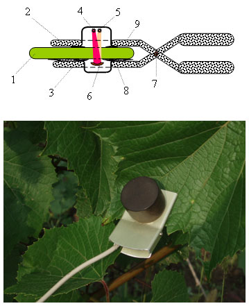 Вверху – конструкция оптоэлектронной головки для определения плотности хлорофилла в листьях растений; внизу – головка в действии
