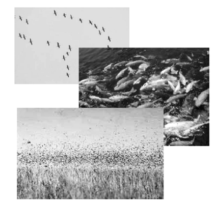 Стаи птиц, рыб и рой насекомых.
