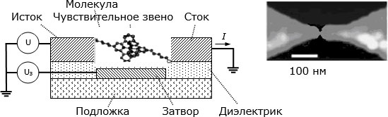 Слева – структура экспериментального молекулярного транзистора. Справа – микрофотография электродов, сделанная в атомном силовом микроскопе