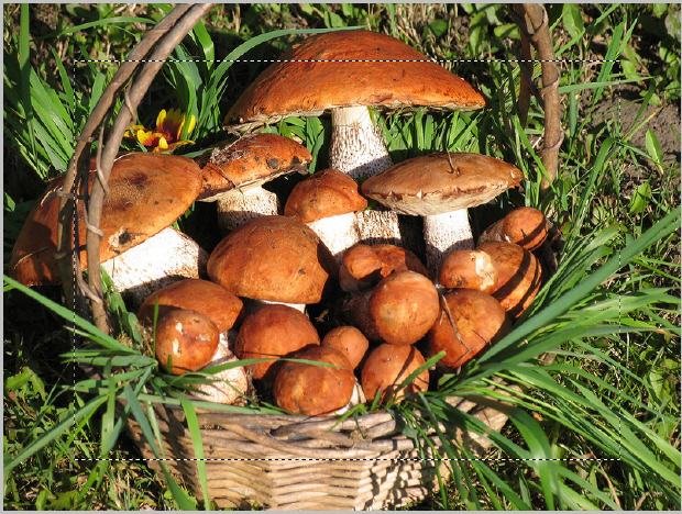 На изображении выделена прямоугольная рамка